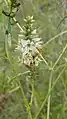 inflorescence de Chelonanthus purpurascens