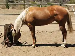 Quarter Horse standard.