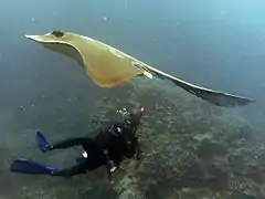 Pastinachus atrus
