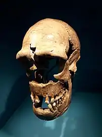 Individu dit "H5".
