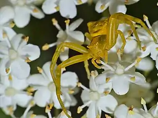 Thomisus onustus.