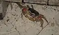 Crabe caridsoma carnifex, Ko Miang