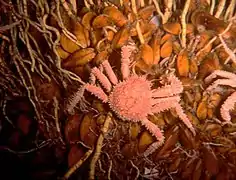 Araignée de mer, bivalves et vestimentifères à proximité d'une source de méthane dans le golfe du Mexique, à plus de 3&nbsp;000&nbsp;mètres de profondeur.