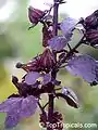 Rameau fertile d'Hibiscus acetosella.
