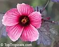 Hibiscus acetosella en pleine floraison.