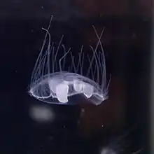 Craspedacusta sowerbyi
