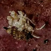 Cratena simba.