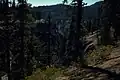Forêt