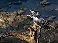 Photo couleur montrant un oiseau.