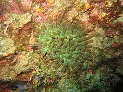 Cribrinopsis crassa