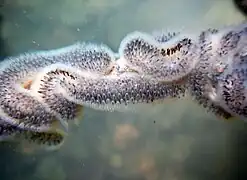 Cristatella mucedo.