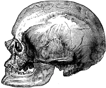 Crâne d'un Homme de Cro-Magnon (masculin).
