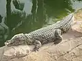 Crocodile du Nil près d'un des trois bassins.