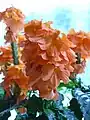 Crossandra fortuna