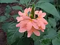 Crossandra puberula