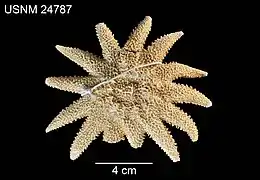 Crossaster helianthus