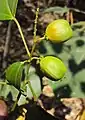 Fruits