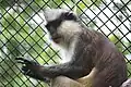 Mone couronnée (Cercopithecus pogonias)