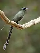 Crypsirina temia