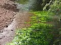 Cryptocoryne cognata, Thane, Inde