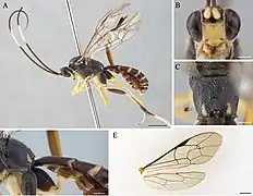 Cryptopimpla carinifacialis.