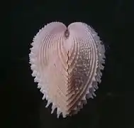 Ctenocardia virgo