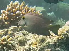 Un chirurgien à cercle doré (Ctenochaetus strigosus)