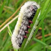 Chenille.