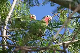 Amazone de Cuba(Amazona leucocephala)