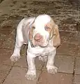 Chiot de Braque Italien, robe blanc-orange