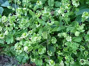 Cucubale couchée.