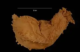 Cucumaria georgiana