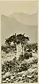 Dendrosicyos socotranus, l'arbre à concombre, photographié vers 1890 par Henry Ogg Forbes.