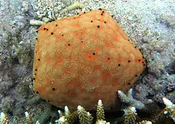 Étoile coussin (Culcita schmideliana)