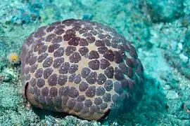 Les étoiles de mer peuvent arborer des formes très variées. Ici une « étoile-coussin » de forme presque ronde.