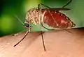 Les moustiques sont souvent vecteurs de maladies très virulentes. Ce Culex quinquefasciatus est le principal vecteur de la fièvre du Nil.