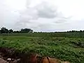 Culture de l'ananas à Tori-Azohoue-Cada