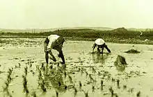Culture du riz en Camargue par des riziculteurs indochinois, probablement vers le milieu du XXe&nbsp;siècle