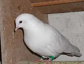 Pigeon haut-volant cumulet.