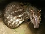 Cuniculus paca