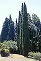 Le cyprès est très répandu dans le pays d’Arles.