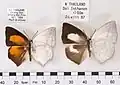 Curetis bulis bulis, mâle et femelle