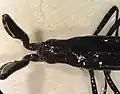 C. pronotata, gros plan sur l'avant.