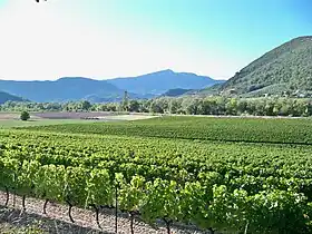 Vignoble.