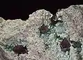 Curpite sur chrysocolle - Mine de Mashamba, Zaïre - (Vue 3 cm)