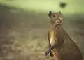 Agouti au campo de Santana ou Praça da República à Rio de Janeiro au Brésil