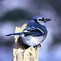 Cyanocitta cristata
