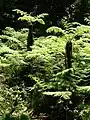 Les fougères arborescentes (Cyathea capensis) poussent dans les parties les plus humides de la forêt.