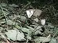 Cyclamen balearicum à Majorque.