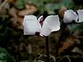 forme à fleurs blanches(f. pallidum).